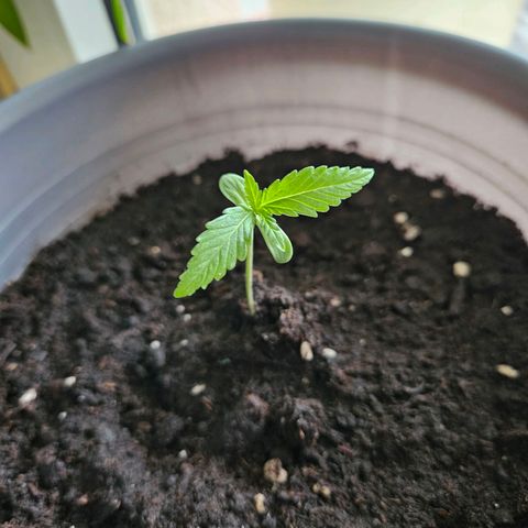 Skunk Automatik growlog timeline photo