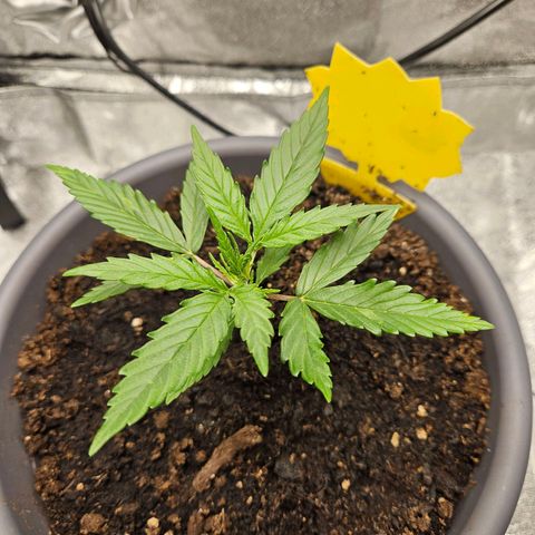 Skunk Automatik growlog timeline photo