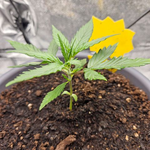 Skunk Automatik growlog timeline photo