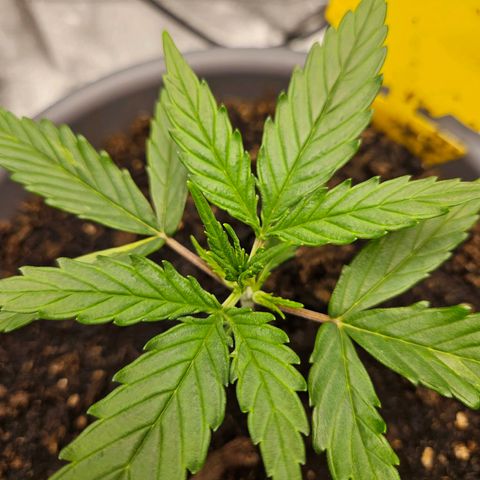 Skunk Automatik growlog timeline photo