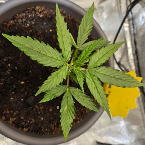 Skunk Automatik growlog timeline photo