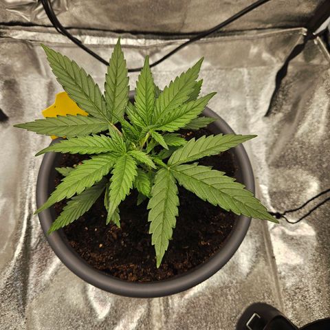 Skunk Automatik growlog timeline photo