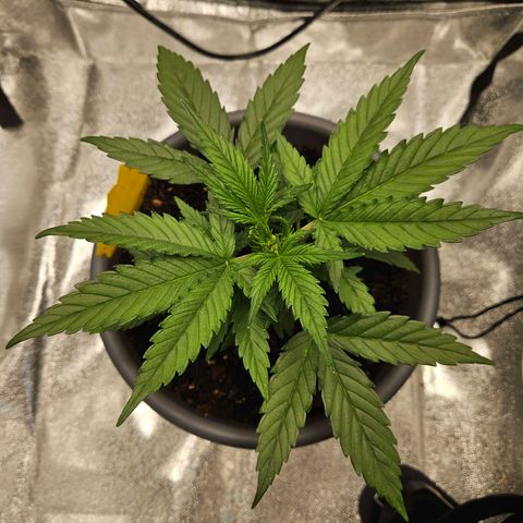 Skunk Automatik growlog timeline photo