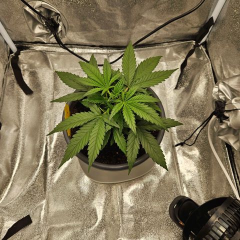 Skunk Automatik growlog timeline photo