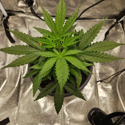Skunk Automatik growlog timeline photo