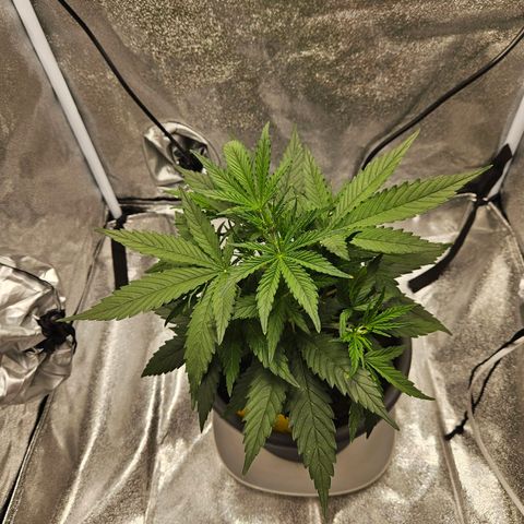 Skunk Automatik growlog timeline photo