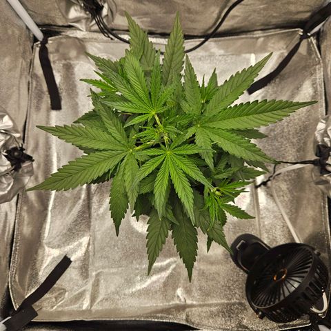 Skunk Automatik growlog timeline photo
