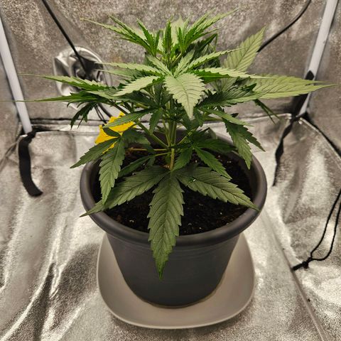 Skunk Automatik growlog timeline photo