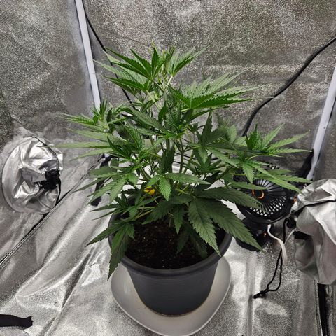 Skunk Automatik growlog timeline photo
