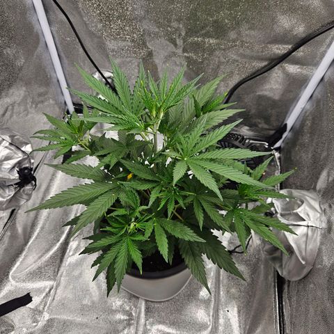 Skunk Automatik growlog timeline photo