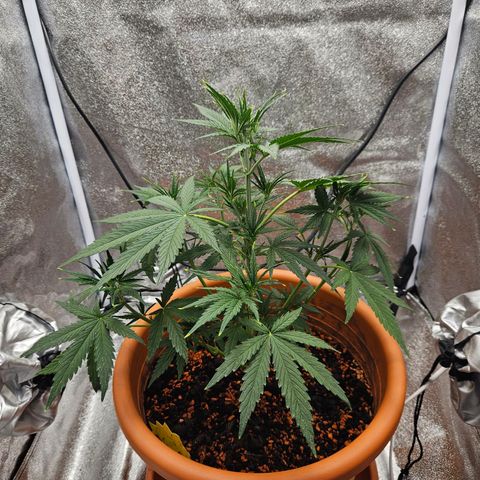 Skunk Automatik growlog timeline photo