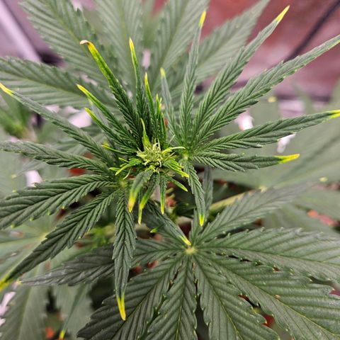 Skunk Automatik growlog timeline photo