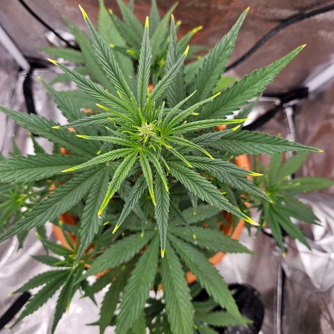 Skunk Automatik growlog timeline photo