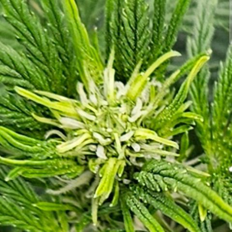 Skunk Automatik growlog timeline photo