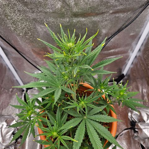 Skunk Automatik growlog timeline photo