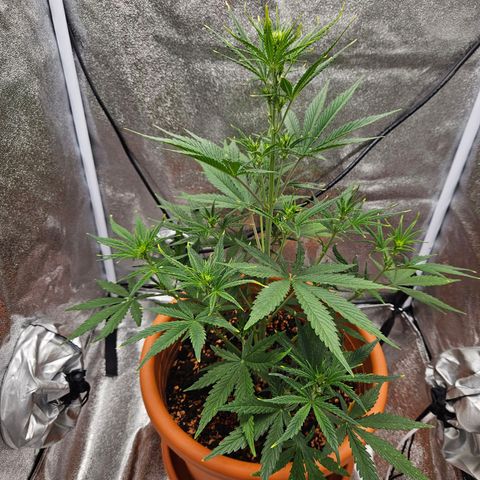 Skunk Automatik growlog timeline photo