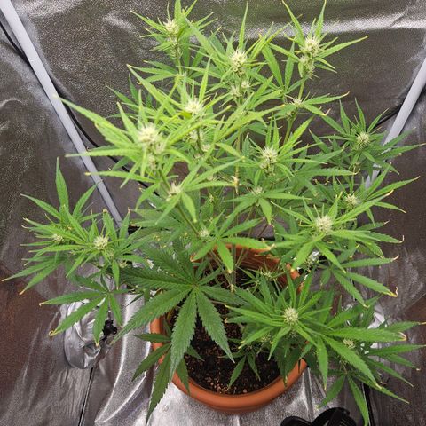 Skunk Automatik growlog timeline photo