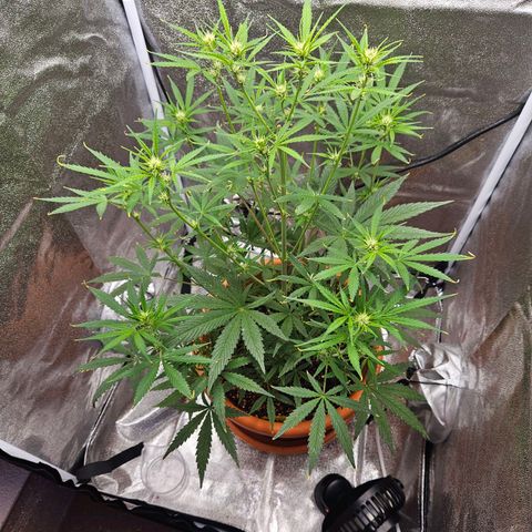 Skunk Automatik growlog timeline photo