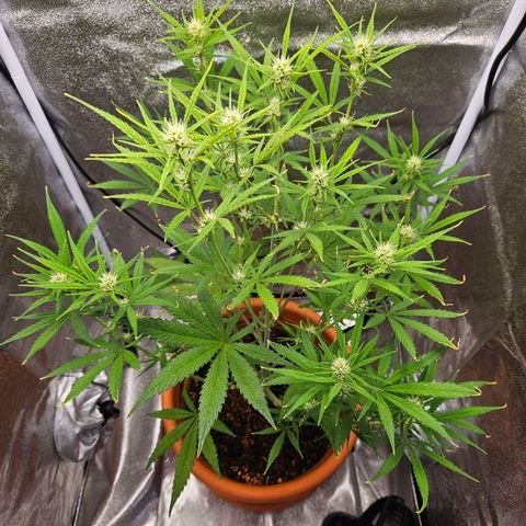 Skunk Automatik growlog timeline photo