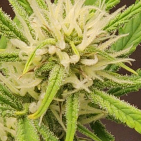 Skunk Automatik growlog timeline photo
