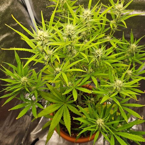 Skunk Automatik growlog timeline photo