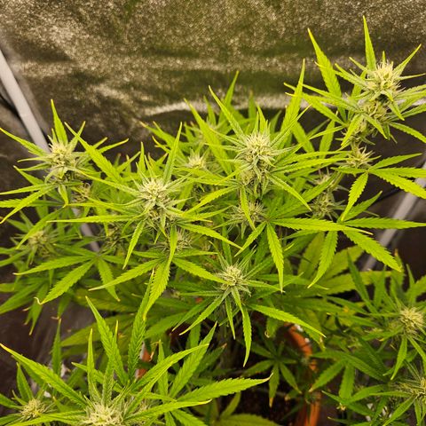 Skunk Automatik growlog timeline photo