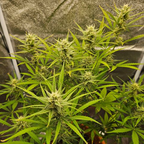 Skunk Automatik growlog timeline photo