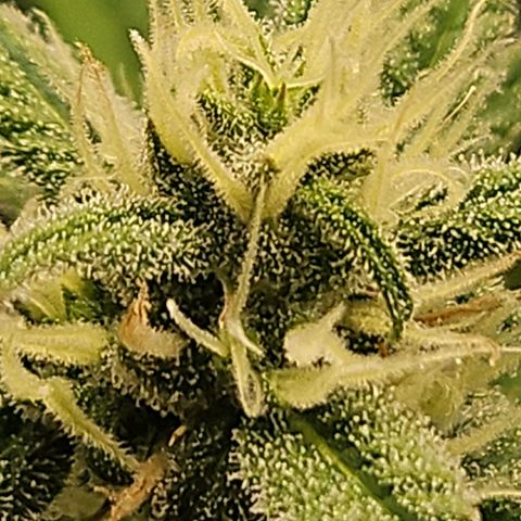 Skunk Automatik growlog timeline photo