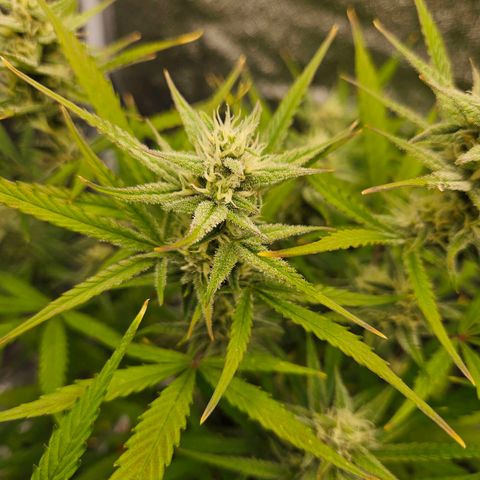 Skunk Automatik growlog timeline photo