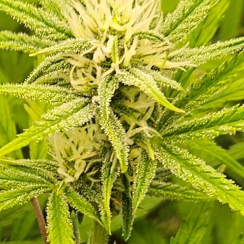 Skunk Automatik growlog timeline photo