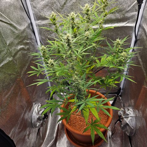 Skunk Automatik growlog timeline photo