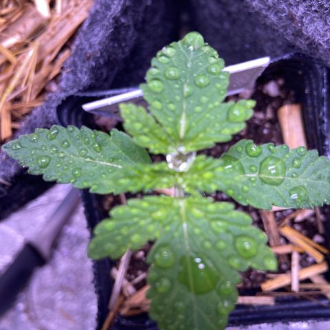 Skunk FOTO growlog timeline photo