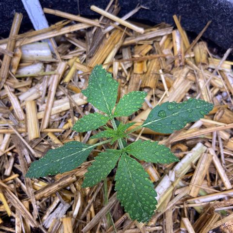 Auto Banana Punch 01 growlog timeline photo
