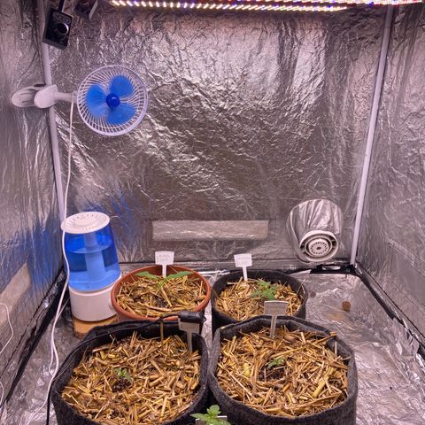 Auto Banana Punch 01 growlog timeline photo