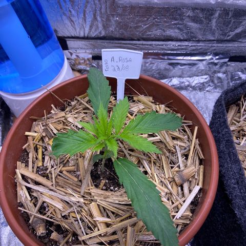  Skunk FOTO growlog photo: Após 3 dias sem rega 