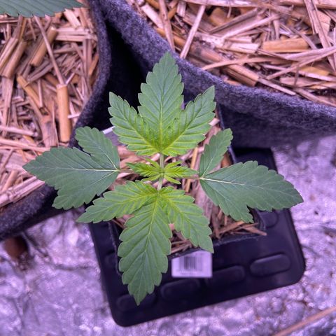 Skunk FOTO growlog photo: Após 3 dias sem réga 