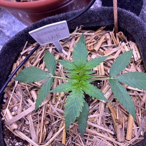 Auto Banana Punch 01 growlog photo: Após 3 dos sem régua e um ouver fert de leve 