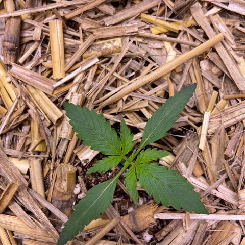 Auto Banana Punch 02 growlog photo: Após 3 dias sem réga 