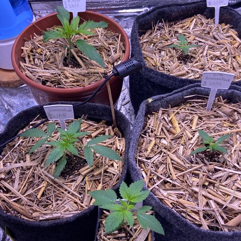 Auto Banana Punch 01 growlog photo: Após 3 dias sem réga 