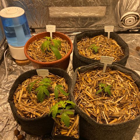 Auto Banana Punch 01 growlog photo: Réga após 48h nas maiores 