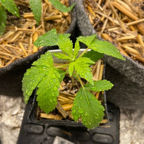 Skunk FOTO growlog photo: Após 48h sem réga 