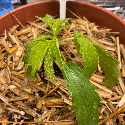  Skunk FOTO growlog timeline photo