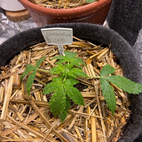 Auto Banana Punch 01 growlog timeline photo