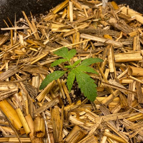 Auto Banana Punch 02 growlog timeline photo