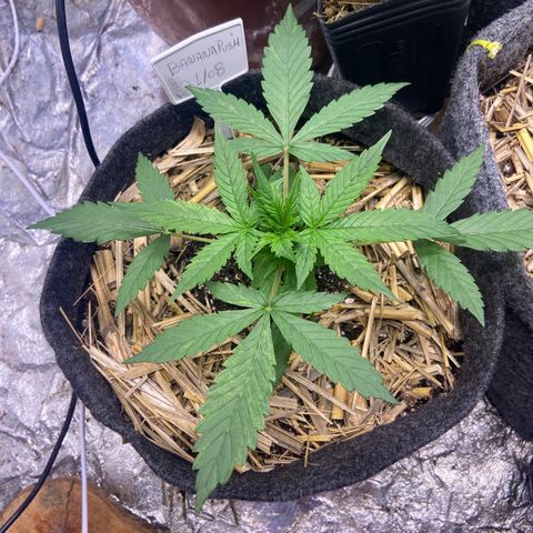 Auto Banana Punch 01 growlog timeline photo