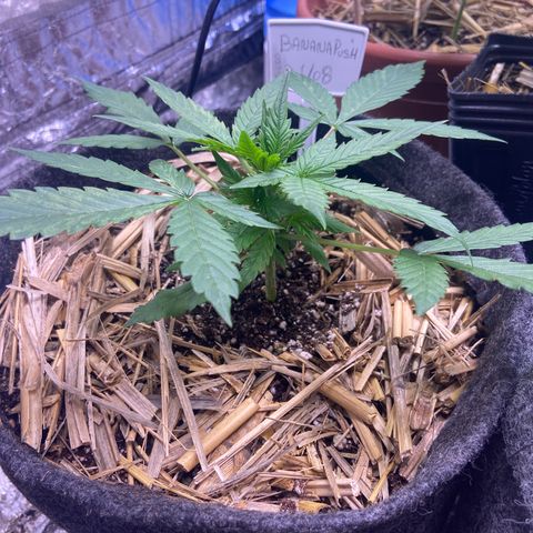 Auto Banana Punch 01 growlog timeline photo