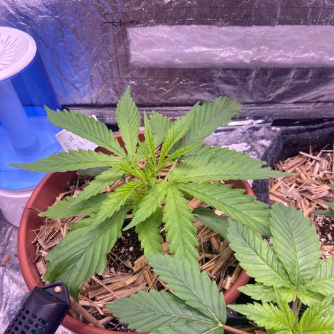  Skunk FOTO growlog timeline photo
