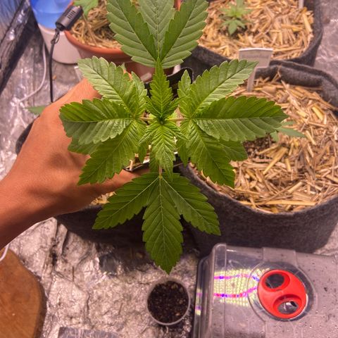 Skunk FOTO growlog timeline photo