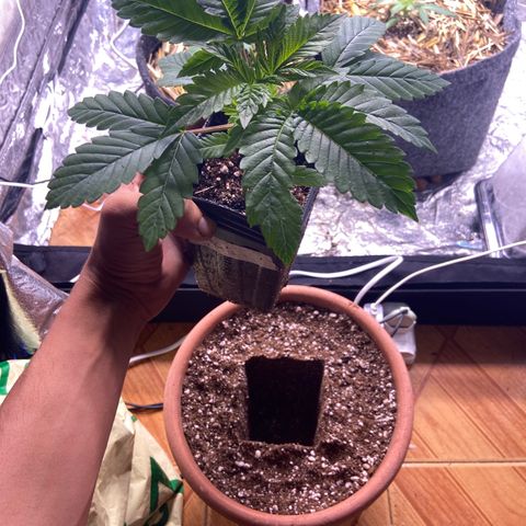 Skunk FOTO growlog photo: Antes transplante 
