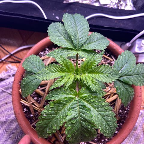 Skunk FOTO growlog photo: Pós transplante e réga 